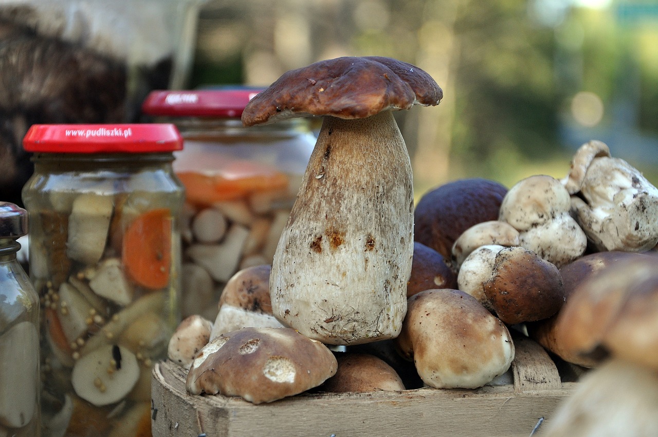 boletus, real, mushroom-8303502.jpg